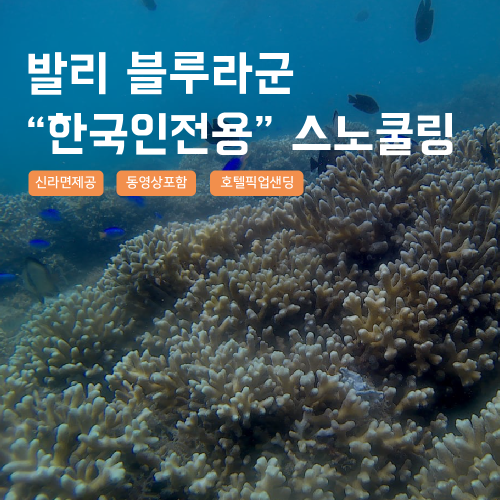 [발리] 발리 블루라군 스노쿨링 고프로 촬영 픽업드랍 해양 수상 액티비티 체험 산호 열대어