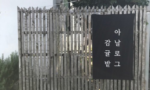 아날로그감귤밭 이미지