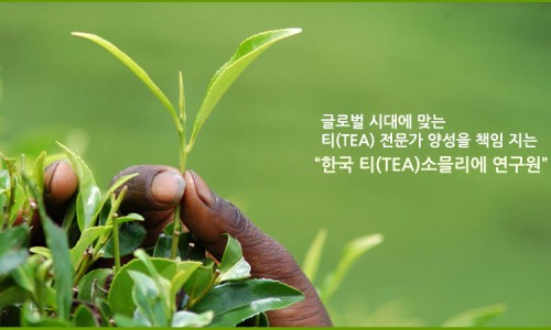 한국 티소믈리에 연구원