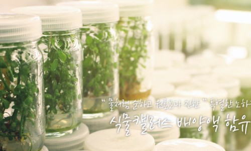 실버 바라 이미지
