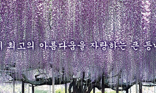 현플라워 이미지