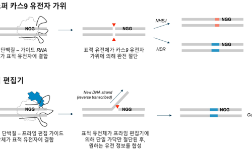 프라임개발 이미지