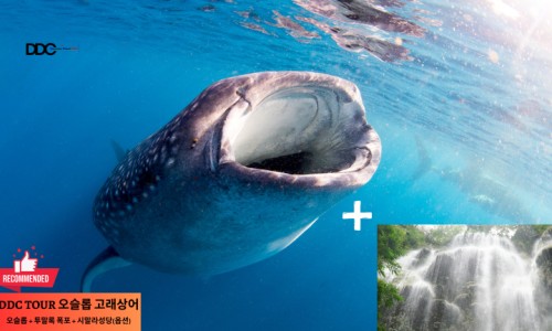 디디씨투어 이미지