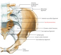 [번역]천골(Sacrum) : 네이버 블로그