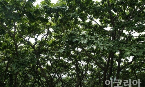 참나무 3형제 이미지