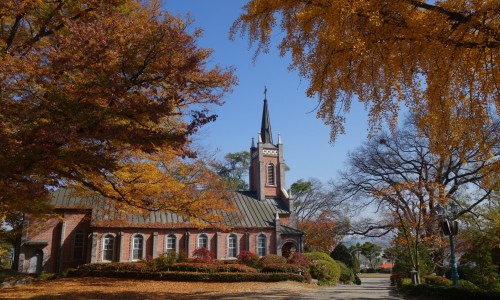 충남 아산 벚꽂성당으로 잘 알려진 꽃들이 만발한 아름다운  공세리 성당
