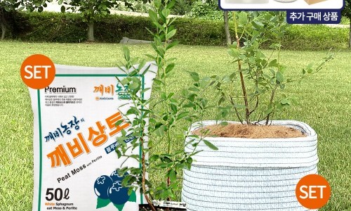 깨비왕 이미지