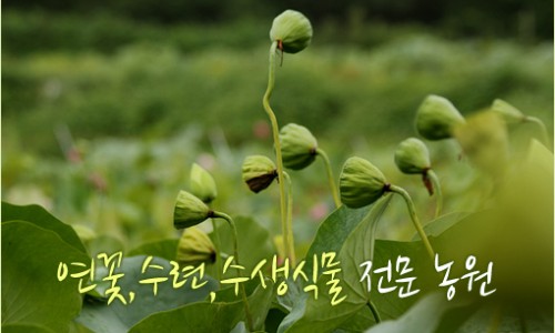 연꽃농원 이미지