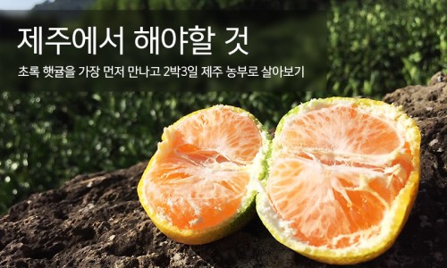 제주농부 이미지