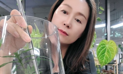 더플랜트 이미지