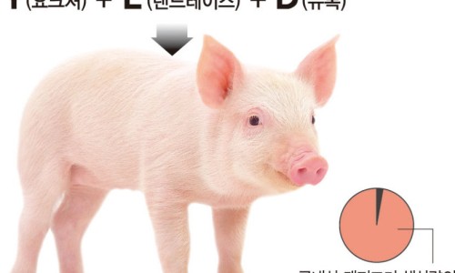 금돼지 이미지