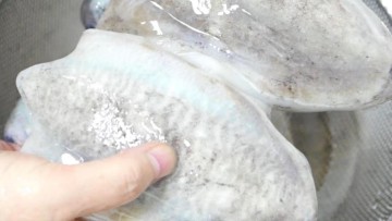 갑오징어 식감좋고 단맛있게 삶는법! 이것 2가지로 물없이 갑오징어 데치기 손질과 효능