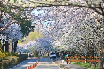 경기도 근교 여행 벚꽃 명소 수원 서호공원 봄 나들이