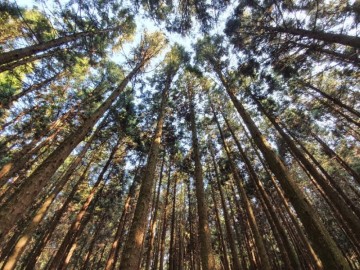 [제주살이] 4월의 제주 part 21. 드라이브 동쪽나들이 사려니숲길