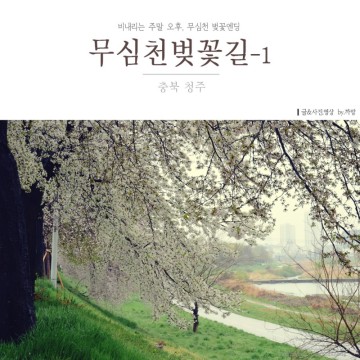 비오는 날 주말오후의 산책길, 무심천 벚꽃엔딩~ #1