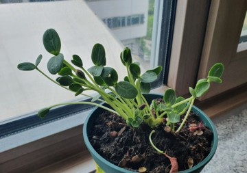 [식물의 한살이] 수박새싹의 성장일기