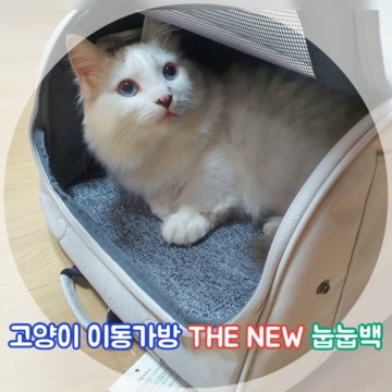 [고양이이동장] 활용성 끝판왕 프로젝트21 THE NEW 눕눕백 사용후기