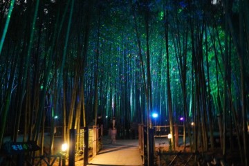 울산 태화강국가정원 십리대숲 은하수길 아이랑 밤 산책