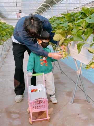 아이와 가볼만한곳 추천, 일산 딸기체험 농장 성연딸기 후기