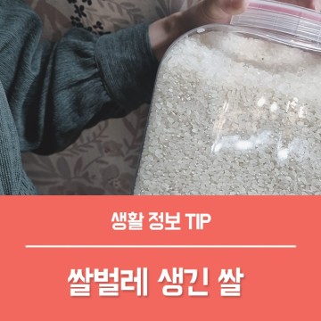 쌀벌레 생긴 쌀 다시 먹을 수 있는 비밀 요렇게 하세요