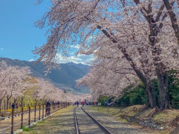 진해 벚꽃 명소 : 경화역공원, 여좌천, 안민고개 드림로드 실시간 개화상황