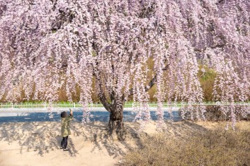 대전 벚꽃 명소 개화시기 카이스트 벚꽃 과 대전 유림공원 벚꽃 실시간 개화상황