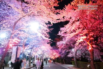 대구 벚꽃 명소 이월드에서 만개한 벚꽃축제 여의도 비교도 안 되는 야경