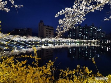 경북 벚꽃 명소 | 김천 연화지, 대구 월곡역사공원, 경주 보문호
