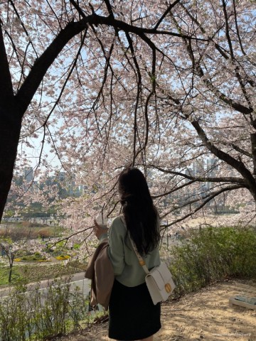 신도림 벚꽃 도림천 가는 법, 오목교 안양천 체육공원
