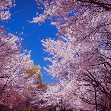 [2022. 4.9] 서울숲 벚꽃구경