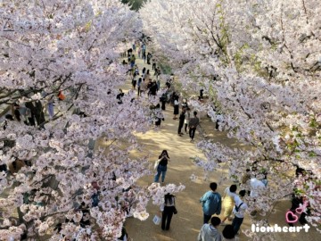 서울 벚꽃명소 중 가장 예쁜 서울숲에는 멋진 포토존이 있다. 벚꽃길과 최고의 포토스팟 위치, 만개한 벚꽃 이미지  (2022.4.10)