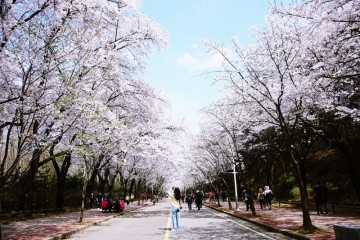 인천 벚꽃명소 인천대공원 현재 벚꽃 개화 모습