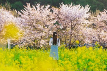 경남 김해유채꽃 & 벚꽃 :: 생림공원 봄 나들이 (인물편)