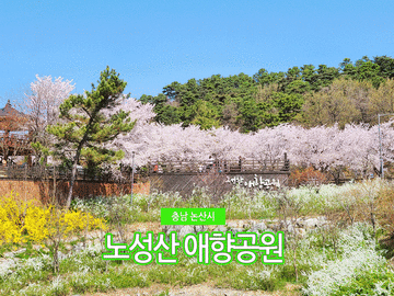 충남 가볼만한곳 논산 노성산애향공원 :: 대전근교 벚꽃 여행