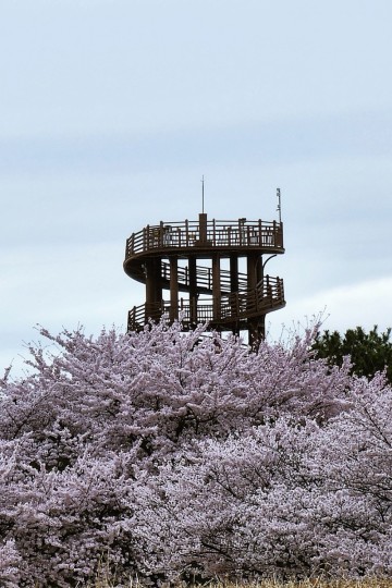 시흥 벚꽃명소 가볼만한곳 갯골생태공원 현재 벚꽃길
