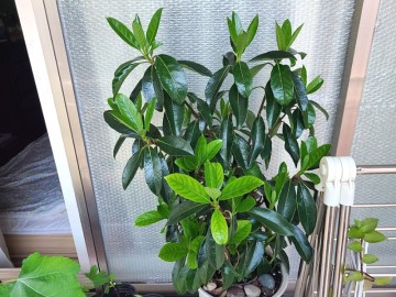키우기 쉬운 베란다 식물 새잎내는 나무산호수(=아왜나무) 실내공기정화식물