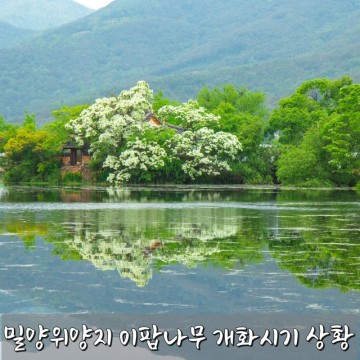 밀양 위양지이팝나무 개화시기 지금 위양못 이팝꽃 상황 (4월 28일)