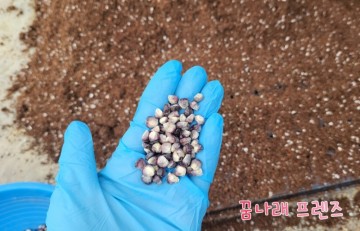 옥수수 씨앗 종류 소개 / 모종 하는법