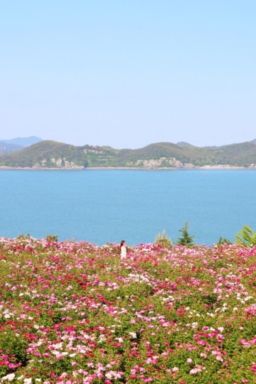 고흥 여행 5월 가볼만한곳 추천, 핑크빛 작약꽃밭 실시간 방문 후기