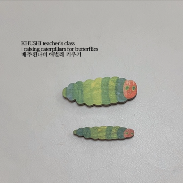 쿠쉬네교실_배추흰나비 애벌레 키우기🐛 나비 성장과정 활동지 공유