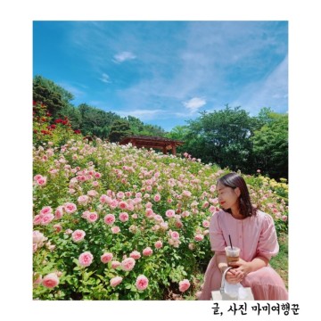 [꽃여행] 계양산 장미원 인천 장미핫플