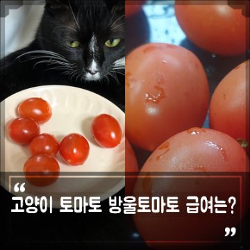 고양이 방울 토마토 먹어도 되나요? 토망고 알아야할 점