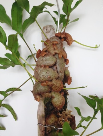 개미고사리 Lecanopteris. mirabilis, ant fern