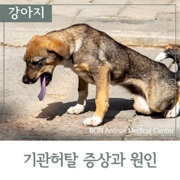 강아지 기관지협착증 원인과 증상 (켁켁 기침, 거위소리)