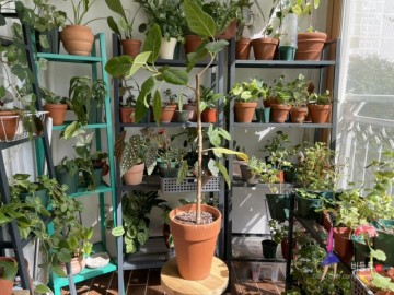 실내공기정화식물 뱅갈고무나무 키우기(7년차)
