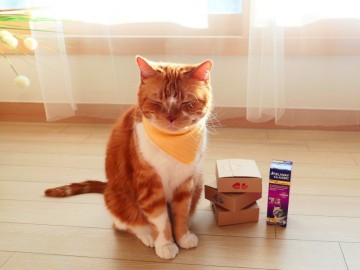 모코아 고양이 스카프 빕 요루거즈 원단으로 안전하게 착용해요