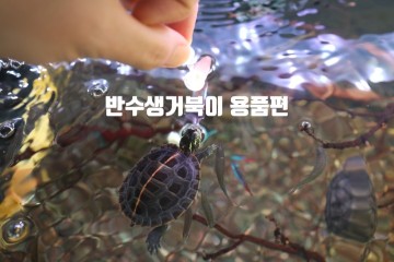 반수생거북이 어항용품 육지,여과기,조명