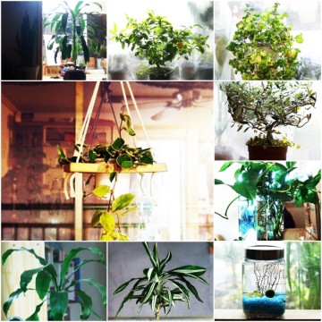 키우기 쉬운 공기정화 식물 무엇이 있을까요?