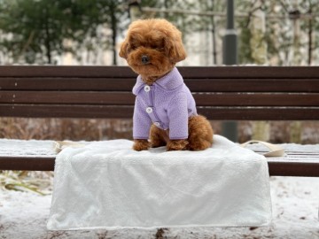 강아지 겨울 산책에 유용한 휴대용 방석, 아웃도어매트백