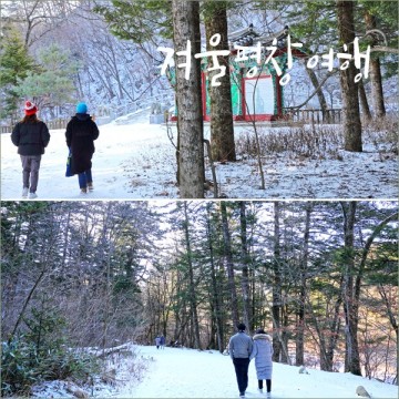 국내 겨울 여행지 추천 평창 오대산 월정사 전나무숲 강원도 눈구경
